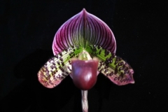 Paph. Hsinying Leopard